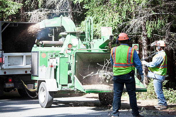 Best Pest Control for Lawns  in Sandy Oaks, TX