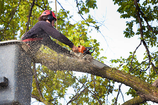 Best Lawn Watering Services  in Sandy Oaks, TX